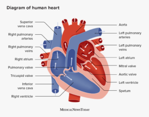 cardiovascular diseaseheart failure symptoms
heart disease symptoms
congenital heart disease
heart problems symptoms
heart problems
symptoms of heart blockage in females
cardiovascular
ischemic heart disease
cardiovascular disease symptoms
