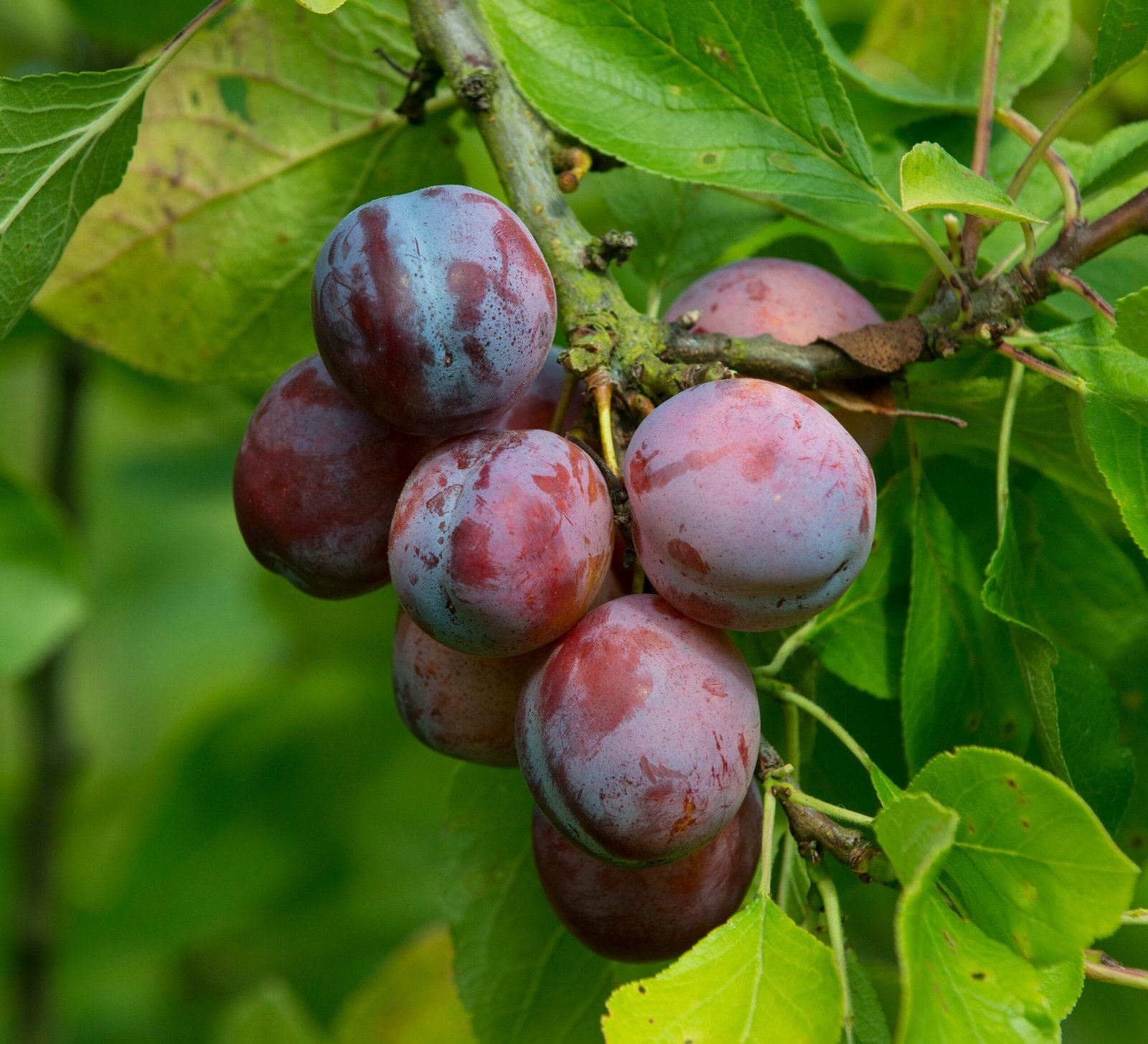 plum benefits